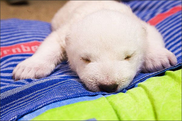 Baby polar bear Flocke on her blanket taking a nap.